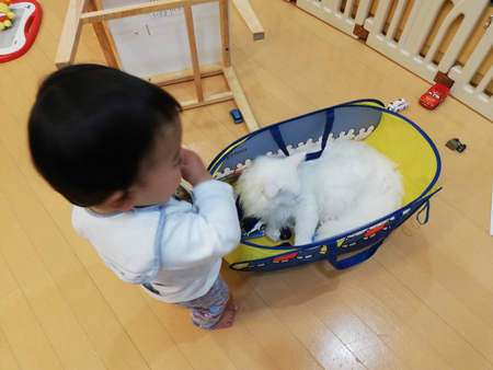 息子くんと遊ぶトヨちゃん