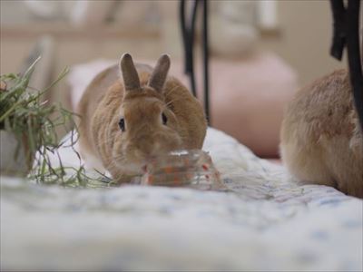 クッキーとかんぺい
