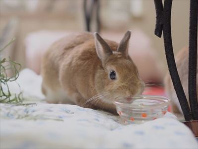 クッキーとかんぺい