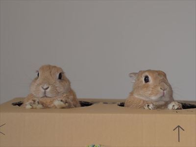 クッキーとかんぺい