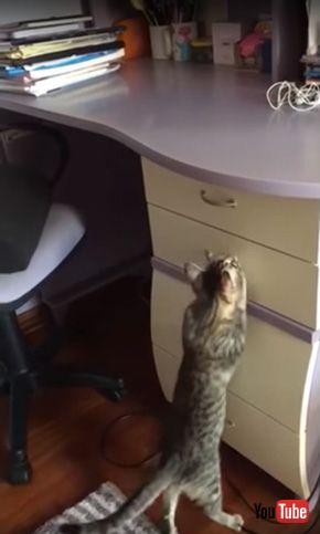 Cat Opens Drawer to Get Snack