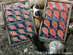 iketsuko