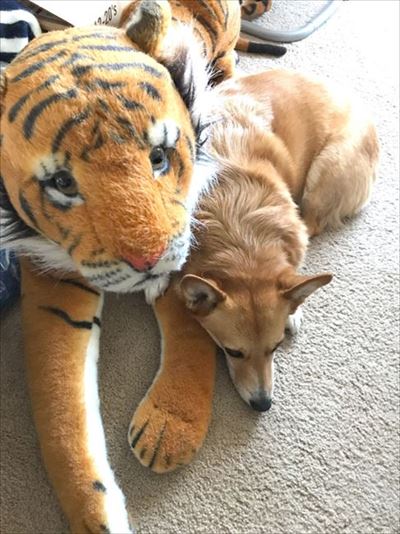 コギとボクのLA Life