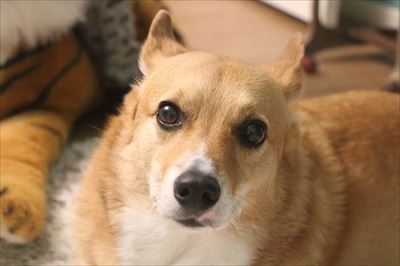 コギとボクのLA Life