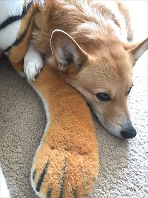 コギとボクのLA Life