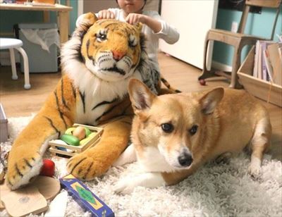 コギとボクのLA Life