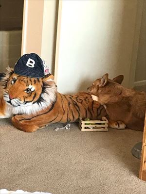 コギとボクのLA Life