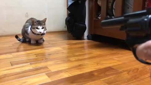 芸達者 猫 死んだふり 撃たれる 銃 演技 倒れる