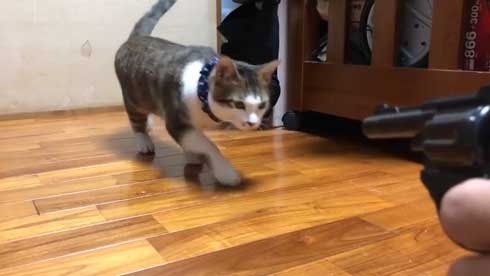 芸達者 猫 死んだふり 撃たれる 銃 演技 倒れる