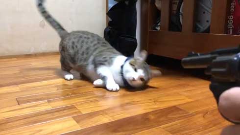 芸達者 猫 死んだふり 撃たれる 銃 演技 倒れる