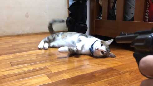 芸達者 猫 死んだふり 撃たれる 銃 演技 倒れる