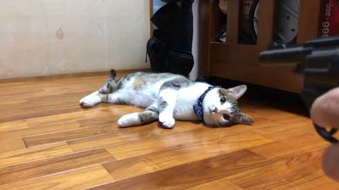 芸達者 猫 死んだふり 撃たれる 銃 演技 倒れる