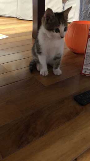 芸達者 猫 死んだふり 撃たれる 銃 演技 倒れる