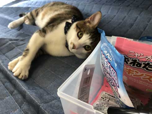 芸達者 猫 死んだふり 撃たれる 銃 演技 倒れる