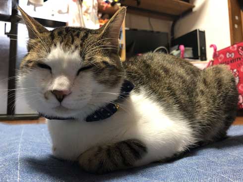 芸達者 猫 死んだふり 撃たれる 銃 演技 倒れる