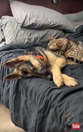 Cat Gives a Great Massage to German Shepherd