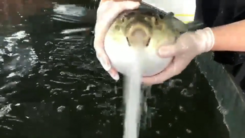 ダバーっと水吐くフグ