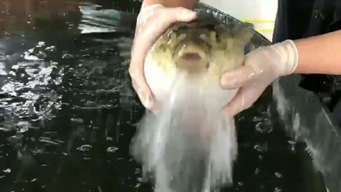 水を吐く フグ 鶯宿温泉 養殖場 動画 人気 かわいい 不遇