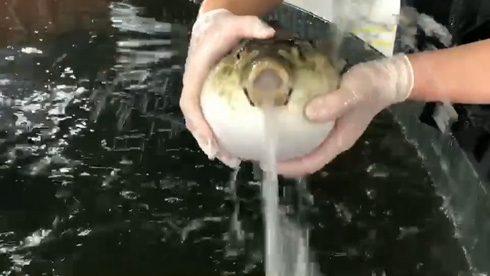水を吐く フグ 鶯宿温泉 養殖場 動画 人気 かわいい 不遇