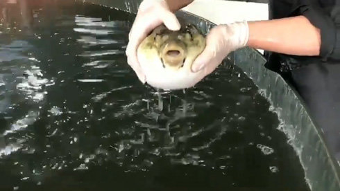 水を吐く フグ 鶯宿温泉 養殖場 動画 人気 かわいい 不遇