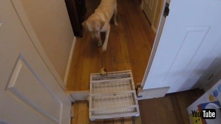 道具を巧みに操るワンコ