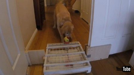 道具を巧みに操るワンコ