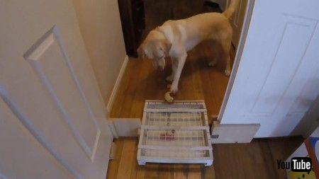 道具を巧みに操るワンコ