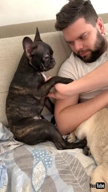 ツッコミを入れるワンコ