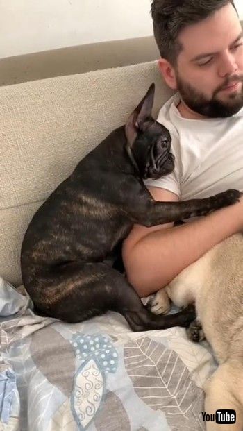 ツッコミを入れるワンコ