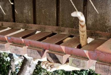 ネコ チンアナゴ