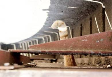 ネコ チンアナゴ