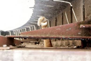 ネコ チンアナゴ