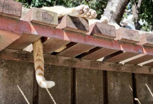 ネコ チンアナゴ