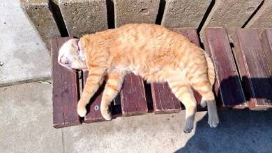 ネコ チンアナゴ