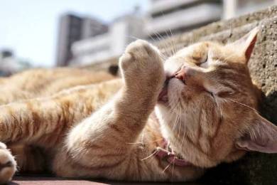 ネコ チンアナゴ