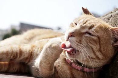 ネコ チンアナゴ