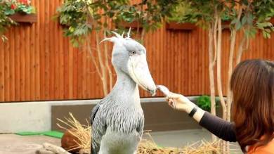 ハシビロコウ