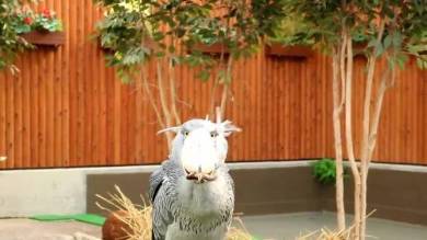 掛川花鳥園 ハシビロコウ ニジマス