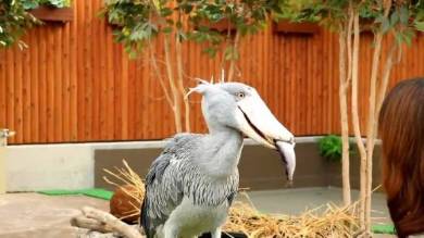 掛川花鳥園 ハシビロコウ ニジマス