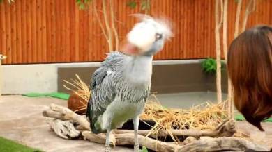 掛川花鳥園 ハシビロコウ ニジマス