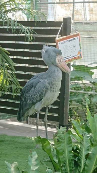 掛川花鳥園 ハシビロコウ ニジマス
