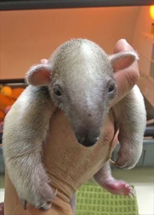伊豆シャボテン動物公園　ミナミコアリクイ