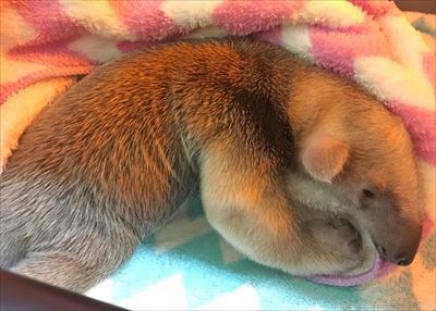 伊豆シャボテン動物公園　ミナミコアリクイ