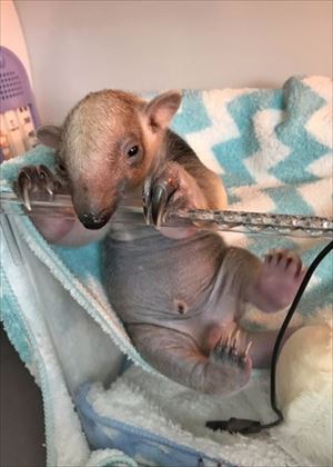 伊豆シャボテン動物公園　ミナミコアリクイ