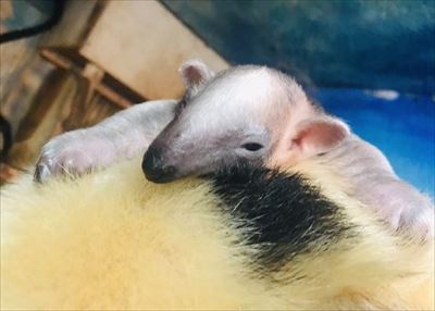 伊豆シャボテン動物公園　ミナミコアリクイ