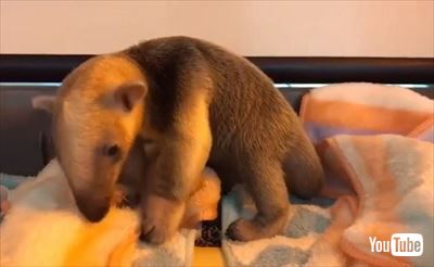 伊豆シャボテン動物公園　ミナミコアリクイ