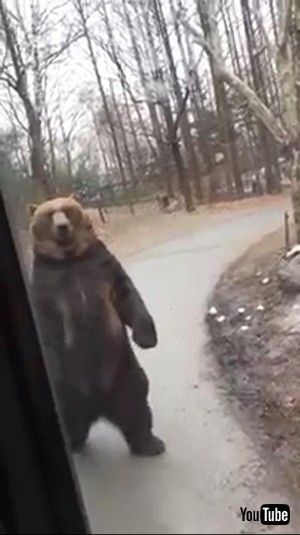 二足歩行のクマさん