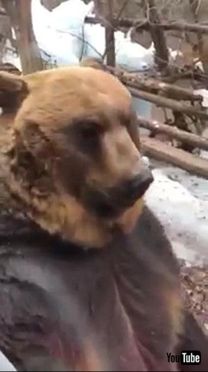 二足歩行のクマさん