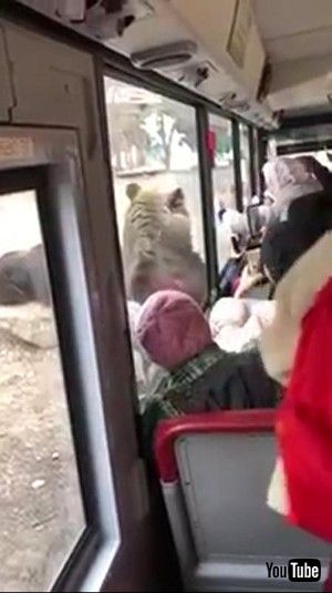 二足歩行のクマさん