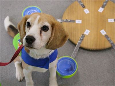 シロアリ探知犬